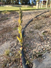 Chenopodium berlandieri