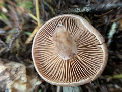 Cortinarius caninus