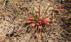 Ephedra distachya