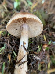 Cortinarius caninus
