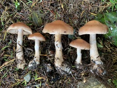 Cortinarius caninus