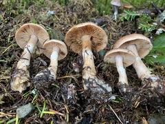 Cortinarius caninus