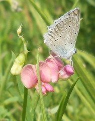 Polyommatus daphnis