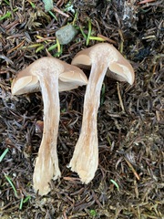 Cortinarius caninus