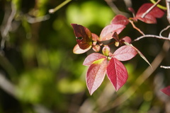Vaccinium corymbosum