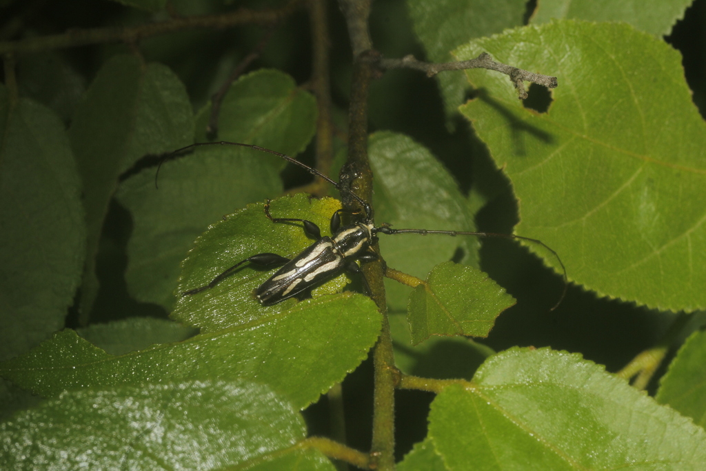 Ornithia mexicana