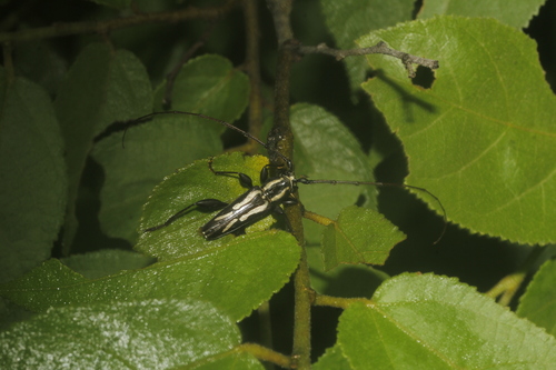 Ornithia mexicana
