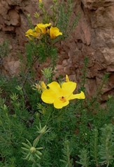 Balbisia peduncularis