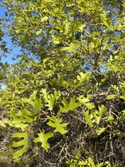 Quercus buckleyi