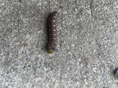 Anisota virginiensis