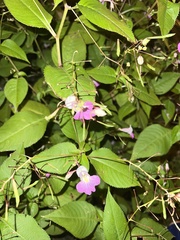 Impatiens balfourii