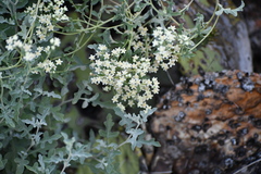Parthenium incanum