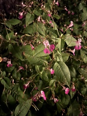 Impatiens balfourii