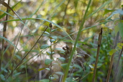 Dasineura salicifoliae