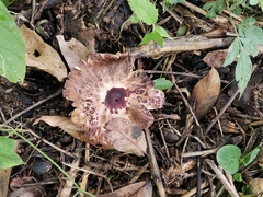 Chlorophyllum brunneum