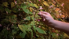 Impatiens balfourii