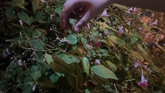 Impatiens balfourii