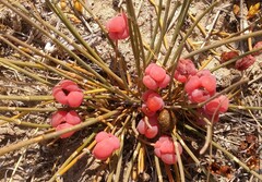 Ephedra distachya