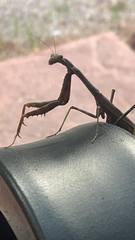 Stagmomantis carolina