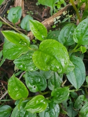 Hackelia latifolia