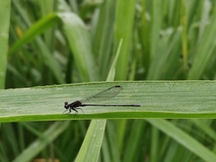 Argia