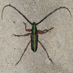 Mionochroma electrinum
