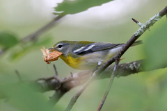 Pyreferra hesperidago