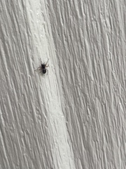 Trachelas tranquillus