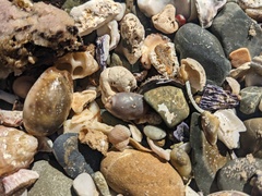 Purpuradusta gracilis