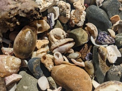 Purpuradusta gracilis