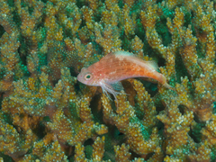 Cyprinocirrhites polyactis