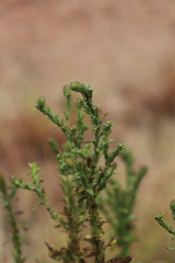 Pterocaulon serrulatum
