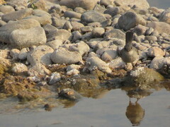 Serpophaga nigricans