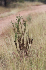 Pterocaulon serrulatum