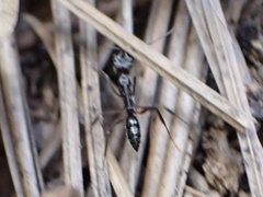 Odontomachus haematodus