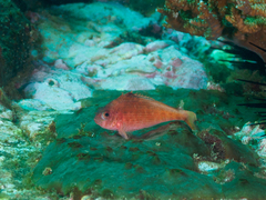 Cyprinocirrhites polyactis