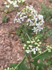 Parthenium integrifolium