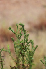 Pterocaulon serrulatum