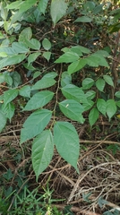 Moraceae