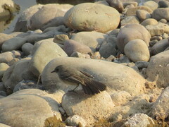 Serpophaga nigricans