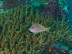 Cyprinocirrhites polyactis