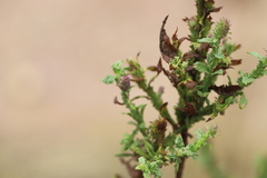 Pterocaulon serrulatum