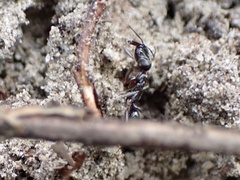 Odontomachus haematodus