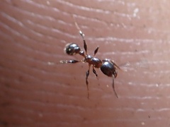 Temnothorax pergandei