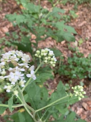 Parthenium integrifolium