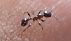 Temnothorax pergandei