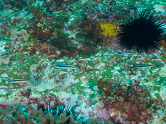 Thalassoma amblycephalus