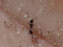 Temnothorax pergandei