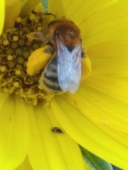 Anthophila