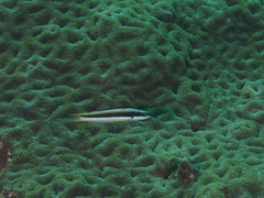 Thalassoma amblycephalus